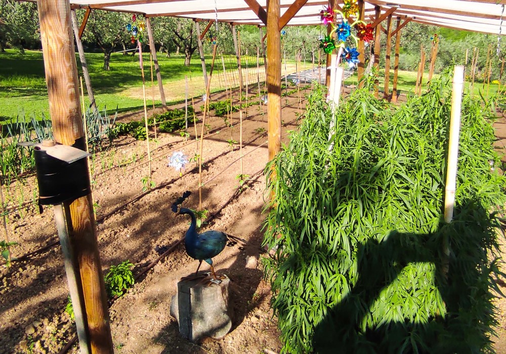 Bicarbonato di potassio per orto e giardino Santa Maria degli Ancillotti