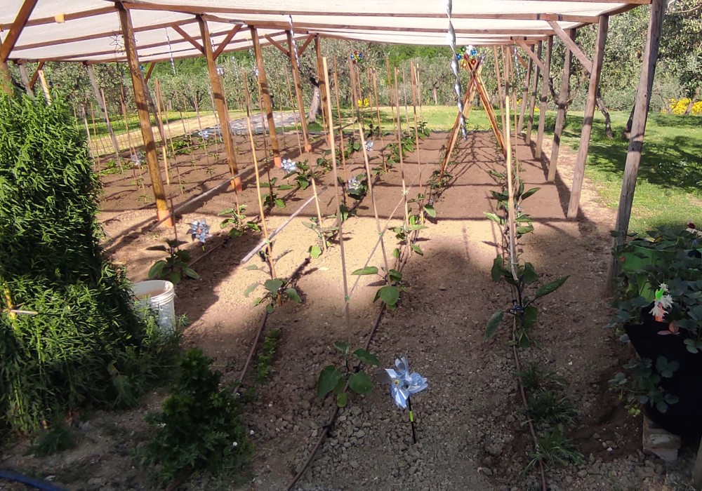 Bicarbonato di potassio per orto e giardino Santa Maria degli Ancillotti